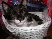 Oreo and Cup as Kittens
