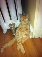 Cats Chillin'