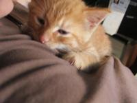 Orange Foster Kitty
