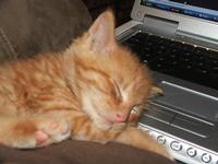 Orange Foster Kitty