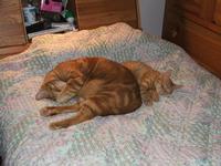 Orange Foster Kitty