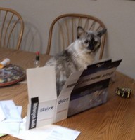 Cats