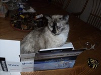 Cats