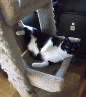 Cats