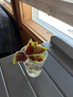 My coleus clipping - started it and will remember that it was planted from seed here.
