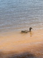 Elanor the duck