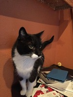 Oreo