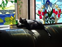 Cats